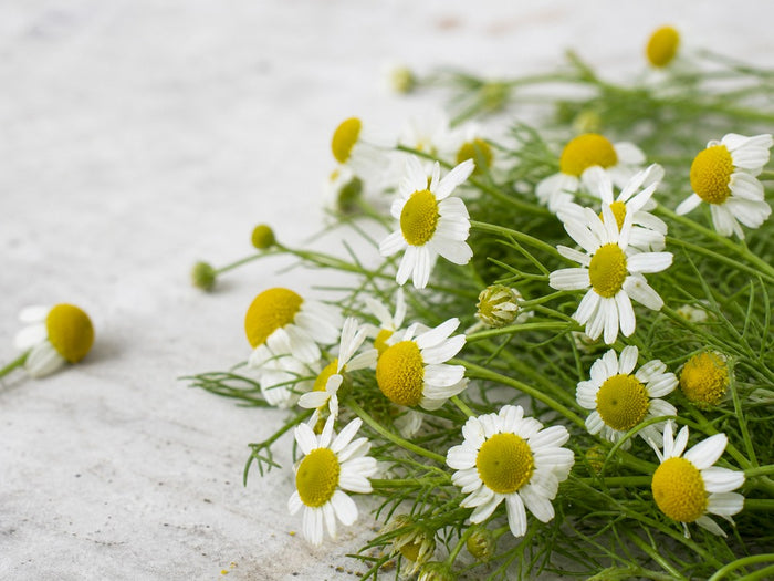 Botanical ingredient research